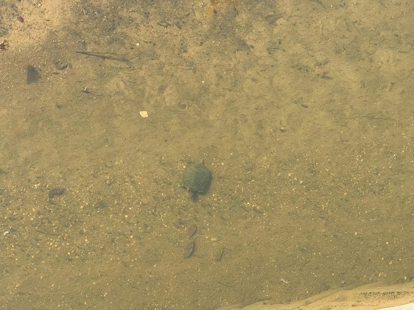 【動き🐢】